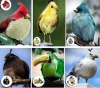 angry-birds-identified