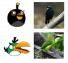 angry_birds_in_real_life_02