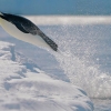 летающий пингвин