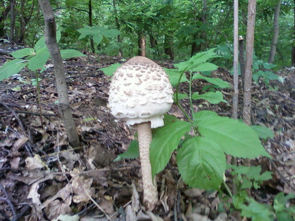 зонтичный гриб