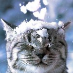 зимний кот позитив