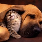 позитивные кот и собака