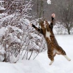 прыгающий кот